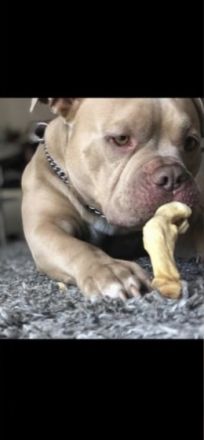 American pocket bully Deckrüde mit Deck Erfahrungen