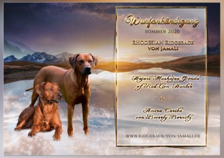 Rhodesian Ridgeback von Jamali