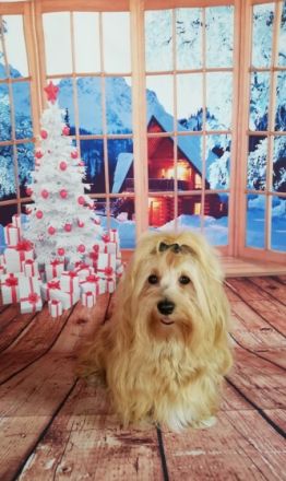 Elijah aus dem Himmel der kleinen Engel