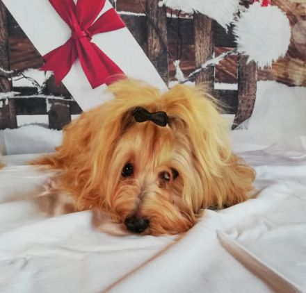 Elijah aus dem Himmel der kleinen Engel