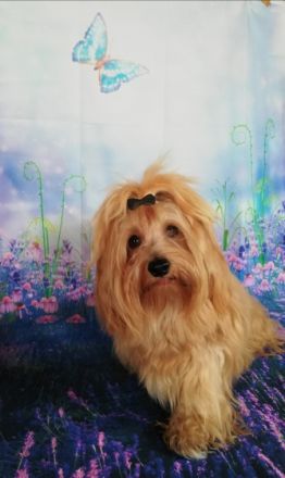 Elijah aus dem Himmel der kleinen Engel