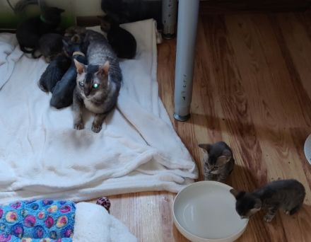 Sehr seltene German Rex Kitten, vom Vereins Züchter mit Papieren