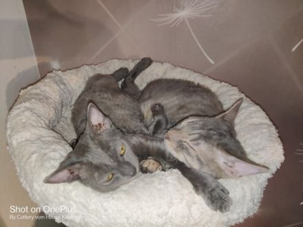 Sehr seltene German Rex Kitten, vom Vereins Züchter mit Papieren