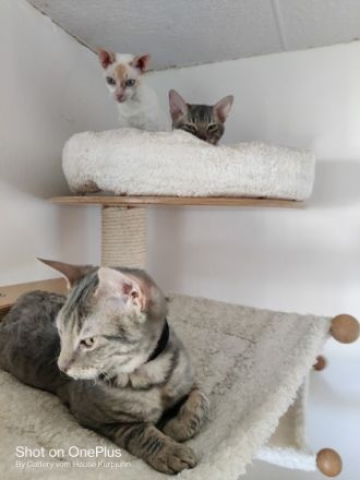 Sehr seltene German Rex Kitten, vom Vereins Züchter mit Papieren