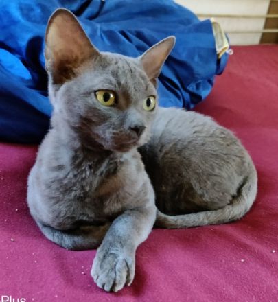 Sehr seltene German Rex Kitten, vom Vereins Züchter mit Papieren