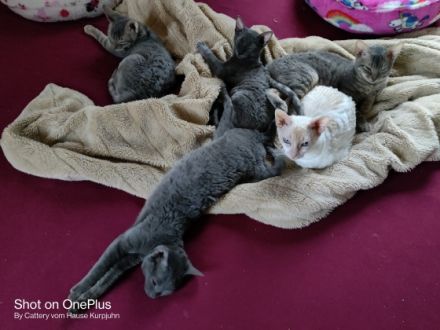 Sehr seltene German Rex Kitten, vom Vereins Züchter mit Papieren