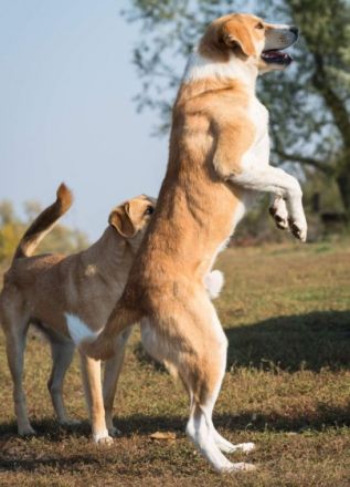 lieber, kastrierter Ben lebt im freien ohne Hundehuette