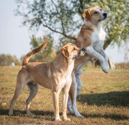 lieber, kastrierter Ben lebt im freien ohne Hundehuette