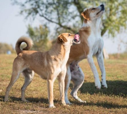 lieber, kastrierter Ben lebt im freien ohne Hundehuette