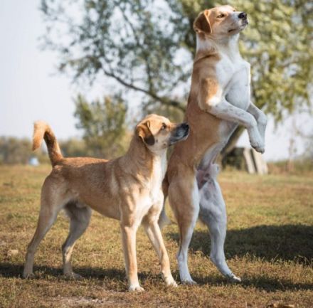 lieber, kastrierter Ben lebt im freien ohne Hundehuette