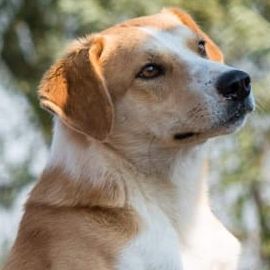 lieber, kastrierter Ben lebt im freien ohne Hundehuette