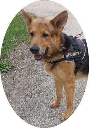 REX -  66 cm - wunderschöner rüde in not! (aus dem