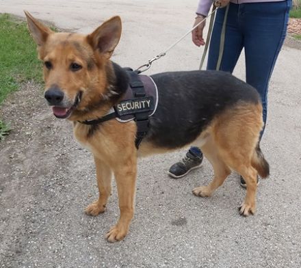 REX -  66 cm - wunderschöner rüde in not! (aus dem