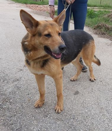 REX -  66 cm - wunderschöner rüde in not! (aus dem