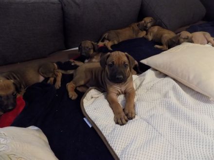 RHODESIAN RIDGEBACK REINRASSIGE WELPEN - Wurfplanung für Anfang 2026 ?!