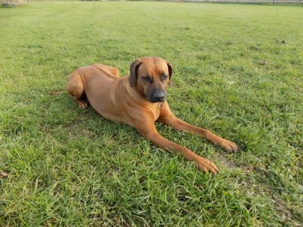 RHODESIAN RIDGEBACK REINRASSIGE WELPEN - Wurfplanung für Anfang 2026 ?!