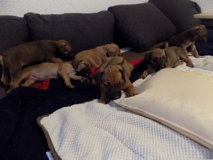 RHODESIAN RIDGEBACK REINRASSIGE WELPEN - Wurfplanung für Anfang 2026 ?!