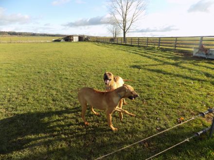 RHODESIAN RIDGEBACK REINRASSIGE WELPEN - Wurfplanung für Anfang 2026 ?!