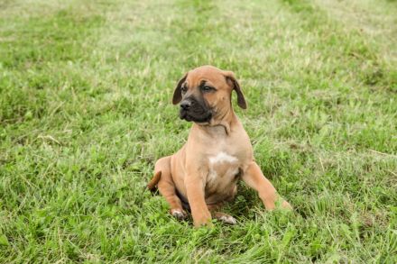 RHODESIAN RIDGEBACK REINRASSIGE WELPEN - Wurfplanung für Anfang 2026 ?!