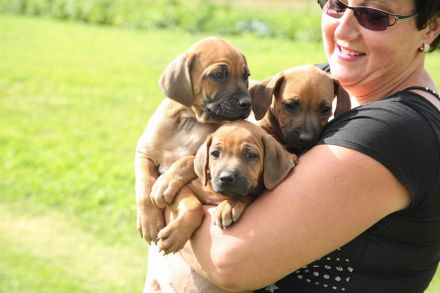 RHODESIAN RIDGEBACK REINRASSIGE WELPEN - Wurfplanung für Anfang 2026 ?!