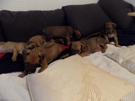 RHODESIAN RIDGEBACK REINRASSIGE WELPEN - Wurfplanung für Anfang 2026 ?!