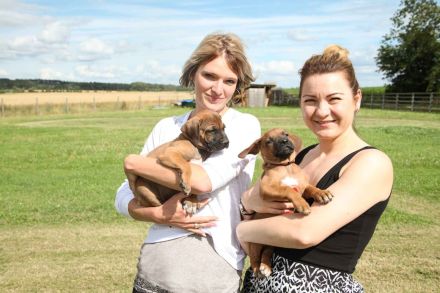 RHODESIAN RIDGEBACK REINRASSIGE WELPEN - Wurfplanung für Anfang 2026 ?!