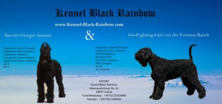 BLACK RAINBOW