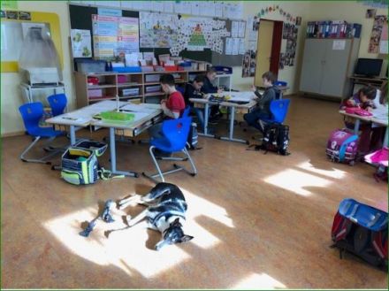 Schulhundeausbildung 2023/2024