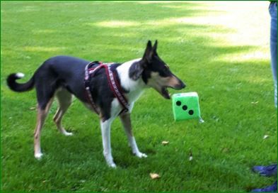 Schulhundeausbildung 2023/2024