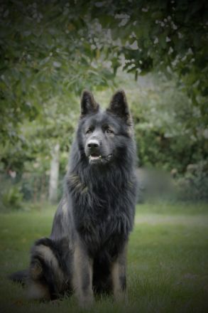 King-Dante vom Wehrmannsdamm