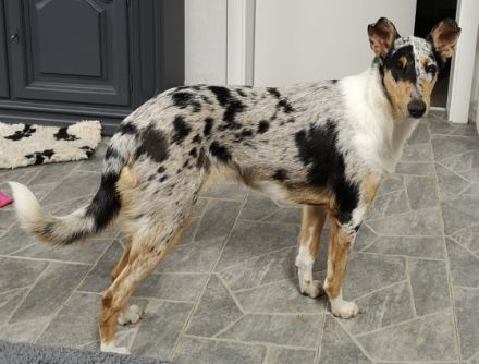 Collies vom Widdumhof