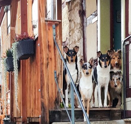 Collies vom Widdumhof