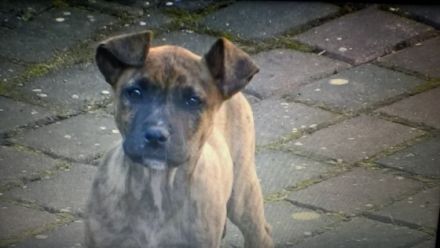 Ausbruchsicheres Ferienhaus 350 m vom See