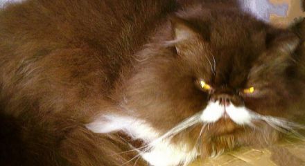 Benavides Star - Chocolate Persian