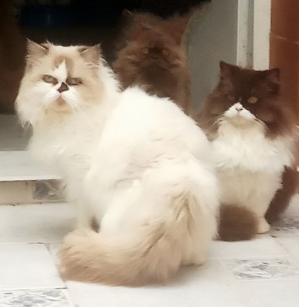 Benavides Star - Chocolate Persian