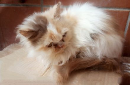 Benavides Star - Chocolate Persian