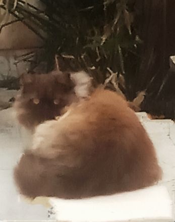 Benavides Star - Chocolate Persian