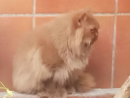 Benavides Star - Chocolate Persian