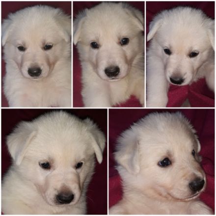 Weisser Schweizer Schäferhund +++ Welpen mit Papiere ++