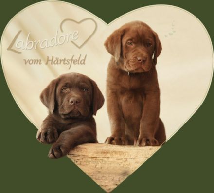 Labrador Welpen mit Papieren! Natürliche Aufzucht!
