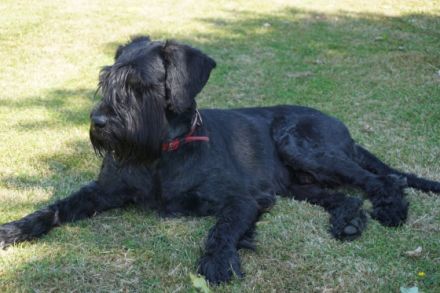 riesenschnauzer Welpen m.P.