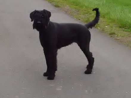 riesenschnauzer Welpen m.P.