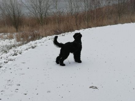 riesenschnauzer Welpen m.P.