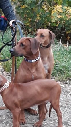 Guardian Miracle KENO