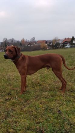 Guardian Miracle KENO