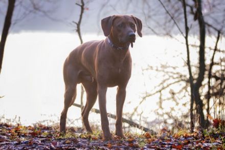 Guardian Miracle KENO