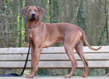 Guardian Miracle KENO