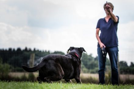 Astrid Stennei - DOGS-Zentrum