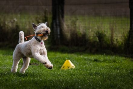 Astrid Stennei - DOGS-Zentrum