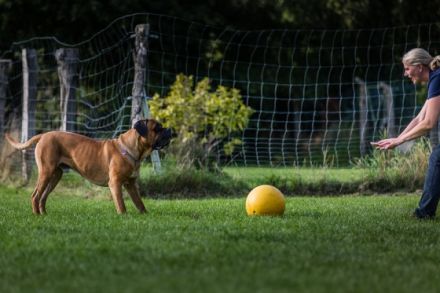 Astrid Stennei - DOGS-Zentrum